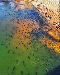 Sringeri Temples Are Located Along The Tunga River Flowing Peacefully With Fish Used To Being Fed By Devotees No One Fishes Here As The W One Fish River Water
