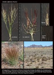 Image result for Aristida canescens