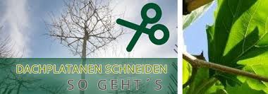 Aber nur, wenn sie sich nach der oben beschriebenen methode auf leichtes und mäßiges auslichten beschränken. Dachplatanen Schneiden Worauf Achten