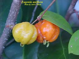 Surinam cherry hedges and shrub trees are often planted as ornamentals, but the fruit is edible and quite tasty when ripe. Plant Details Flip