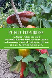Paprikapflanzen Uberwintern Paprika Pflanzen Pflanzen Gemuse Anbauen