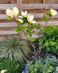 Image result for magnolie sunsation