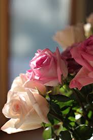 PLUM STREET SAMPLERS: Bean's Birthday