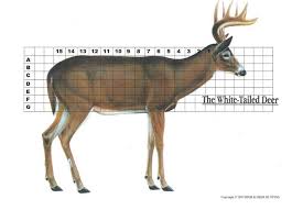 Deer Shot Placement Chart Album On Imgur