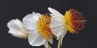 Image result for Sparrmannia