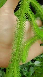Image result for Huperzia verticillata