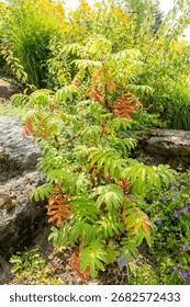 Image result for Hagenia abyssinica