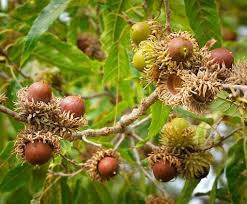 One inch acorns are quite popular with wildlife. Sawtooth Oak
