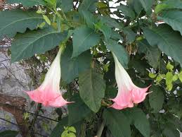 Image result for Brugmansia