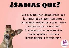 Animalista Mascotas Perros