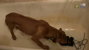 uprazhneniya dlya obucheniya kompleksu 4 raznye situacii v kvartire ridzhbek tina trejding youtube dressirovka shenka raznoe shenki