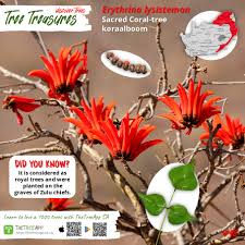 Image result for Pavetta gerstneri