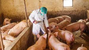 Перевод слова livestock, американское и британское произношение, транскрипция livestock capita — поголовье скота livestock breeding — племенное животноводство. Animal Health The Biggest Challenge In Livestock Farming Researcher Says Euractiv Com