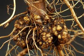 Crown Gall Rhs Gardening