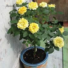 Harga termurah dan kualitas terbaik. Jual Benih Bibit Biji Bunga Mawar Rose Warna Merah Dan Kuning Import Murah Di Lapak Satu Furniture Tangerang Bukalapak