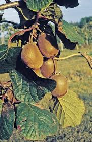 So Schneiden Sie Kiwi Richtig Garten Bepflanzen Garten Kiwi Pflanzen