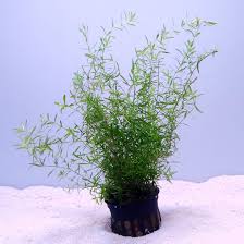 Image result for Oxyanthus goetzei