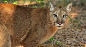 Because we are all playing on the same court. Puma The Nature Conservancy