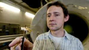 Migratory locusts in a wind tunnel