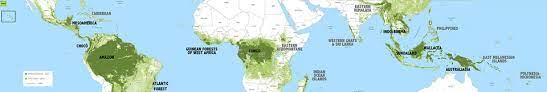 They tend to cover large areas. The Rainforest Tropical Forest Facts Photos And Information