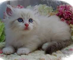 Find a kittens on gumtree, the #1 site for cats & kittens for sale classifieds ads in the uk. Pin On Cats