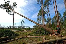 Losses are currently most dramatic in the tropical regions as land is cleared for agriculture and other commercial purposes, but they occur across the globe. How Many Trees Are Being Cut Down Each Year