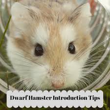 Roborovski hamsters are very safe, especially for children, but those less than eight years old shouldn't handle these pets. How To Introduce A New Dwarf Hamster Into Your Current Hamster S Home Pethelpful