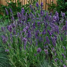 Flower garden tower/vertical flower garden ideas/plants decoration in home/organic garden. Ellagance Purple