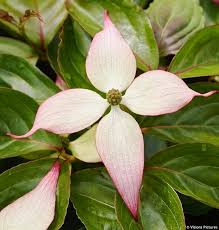 The flowers are white, tinged with pink, and more tapered and pointed than flowering dogwoods. Cornus Kousa Dwarf Pink Havlis Cz