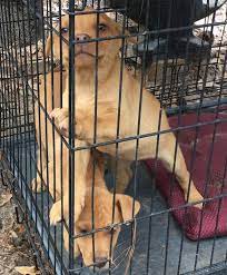 Pin On Please Help For These Animals