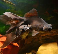 While there is no major outbreak, the national covid task force has issued an advisory. Black Moor Goldfish Care Lifespan And Tank Mates Fish Tank Master