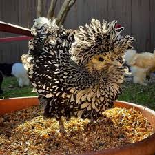 The polish chicken has long been a favorite among eccentric owners of feathery fowl. Polish Chicken Eggs Height Size And Raising Tips
