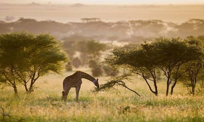 Wildlife Safari