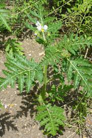 Image result for Solanum sisymbriifolium