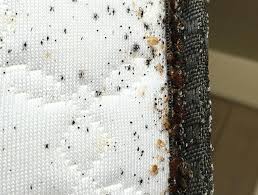 Jul 31, 2020 · attention à ne pas les confondre avec des piqûres de punaises de lit bien plus fréquentes et qui touchent l'ensemble du corps. Punaises De Lit Quoi Faire Si Vous Pensez En Avoir