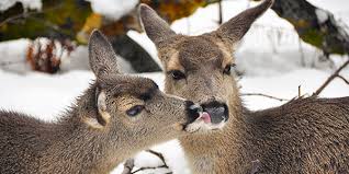Resultado de imagen para mule deer