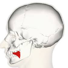 RÃ©sultat de recherche d'images pour "risorius"