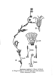 Image result for Ipomoea coptica