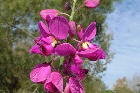 Image result for Polygala virgata