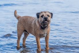 Image result for border teriér