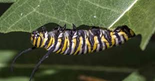 Maybe you would like to learn more about one of these? How To Get Rid Of Caterpillars How To Kill Caterpillars