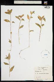 Image result for Commelina nigritana