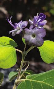 Image result for Triainolepis sancta