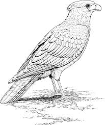 Download and print these realistic animal coloring pages for free. Realistic Bird Coloring Pages Coloring4free Coloring4free Com