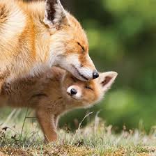 Red Foxes From Farmland To Across The Globe Animals Grit Magazine Cute Animals Animals Animals Wild