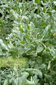 Image result for Atriplex halimus