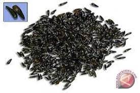 Black cumin adalah jintan hitam. Jinten Hitam Sang Penakluk Penyakit Antara News