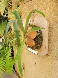 Image result for Platycerium