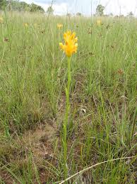 Image result for Platycoryne buchananiana