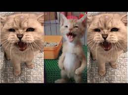 Cute Cat Videos Funny Cats And Kittens Meowing Compilation Youtube Cute Cat Gif Kitten Meowing Cats And Kittens